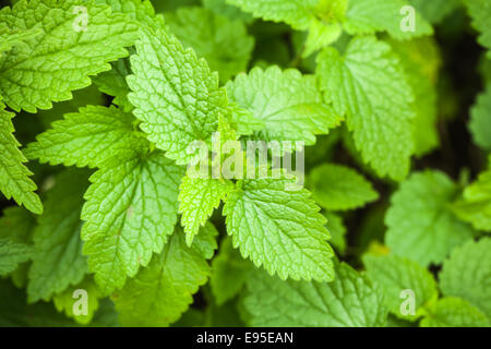 Macro photo de feuilles d'orties fraîches Banque D'Images