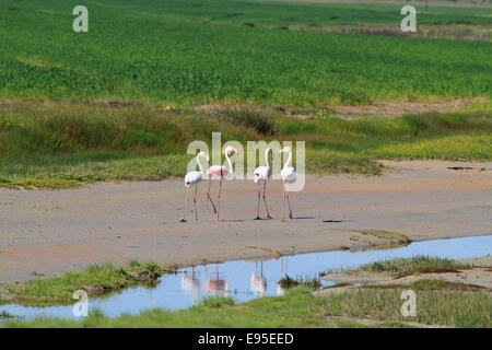 Plus de flamants roses (Phoenicopterus roseus) à l'Intaka Island, le sanctuaire des oiseaux,Century City , près du Cap. Banque D'Images