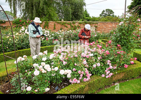 David Austin roseraie Albrighton, Shropshire, Angleterre, Royaume-Uni Banque D'Images