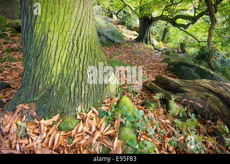 Tronc d'arbre avec écorce texturée. Un arbre de châtaigne doux mature près de Birchover dans le Peak District en automne. Banque D'Images