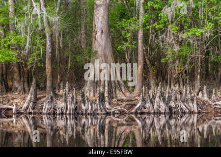 Le cyprès chauve (Taxodium distichum) et les genoux se reflétant dans Bates vieille rivière. Congaree National Park, Caroline du Sud, au printemps. Banque D'Images