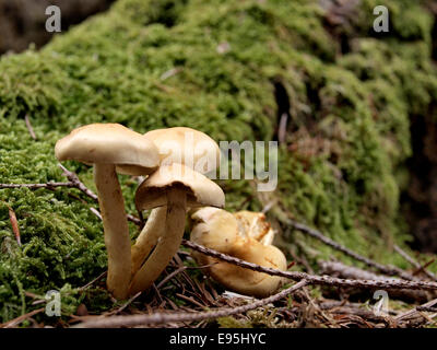 Champignon poussant sur un tronc d'arbre en décomposition, un membres du genre Pholiota, champignons de pourriture du bois saprobes, Dorset, UK Banque D'Images