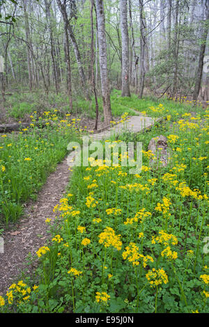 Sentier à travers la floraison (Butterweed Packera glabelle) dans la région de Congaree National Park, Caroline du Sud, au printemps. Banque D'Images