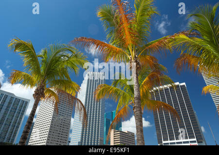 Palmiers BAYFRONT PARK CENTRE-VILLE MIAMI FLORIDA USA Banque D'Images