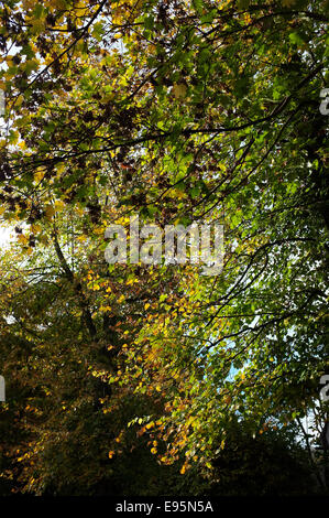 Les hêtres à l'automne l'automne, les feuilles changent de couleur. Banque D'Images
