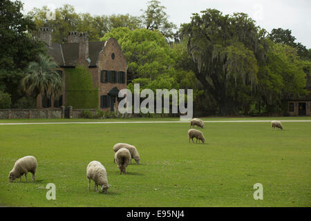 Des moutons paissant MANOIR TUDOR MIDDLETON PLACE ANCIEN ESCLAVE ASHLEY RIVER PLANTATION CHARLESTON EN CAROLINE DU SUD USA Banque D'Images