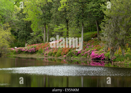 Fleurs d'azalées MILL POND MIDDLETON PLACE ANCIEN ESCLAVE ASHLEY RIVER PLANTATION CHARLESTON EN CAROLINE DU SUD USA Banque D'Images