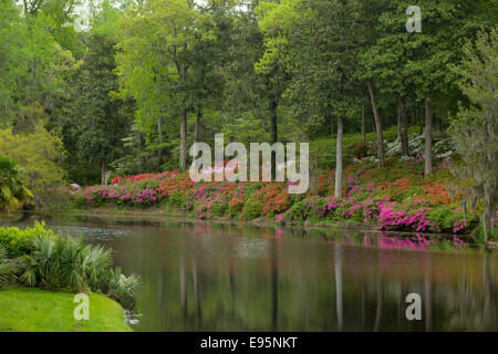 Fleurs d'azalées MILL POND MIDDLETON PLACE ANCIEN ESCLAVE ASHLEY RIVER PLANTATION CHARLESTON EN CAROLINE DU SUD USA Banque D'Images