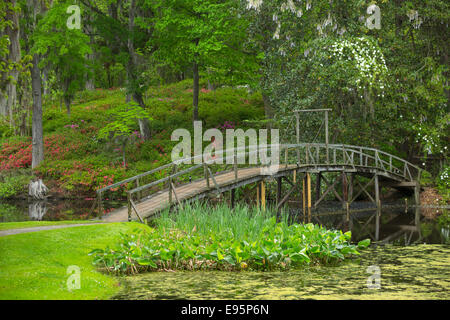 Les fleurs d'azalées PASSERELLE MILL POND MIDDLETON PLACE ANCIEN ESCLAVE ASHLEY RIVER PLANTATION CHARLESTON EN CAROLINE DU SUD USA Banque D'Images