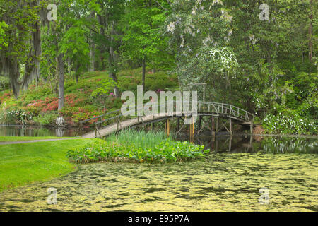 Les fleurs d'azalées PASSERELLE MILL POND MIDDLETON PLACE ANCIEN ESCLAVE ASHLEY RIVER PLANTATION CHARLESTON EN CAROLINE DU SUD USA Banque D'Images