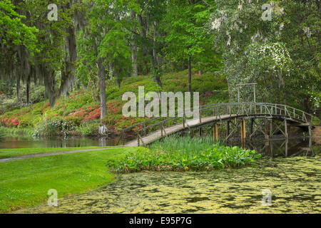 Les fleurs d'azalées PASSERELLE MILL POND MIDDLETON PLACE ANCIEN ESCLAVE ASHLEY RIVER PLANTATION CHARLESTON EN CAROLINE DU SUD USA Banque D'Images