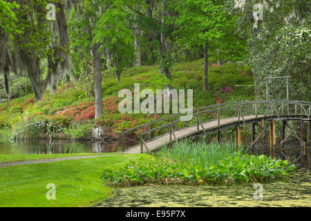 Les fleurs d'azalées PASSERELLE MILL POND MIDDLETON PLACE ANCIEN ESCLAVE ASHLEY RIVER PLANTATION CHARLESTON EN CAROLINE DU SUD USA Banque D'Images