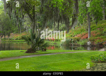 Fleurs d'azalées MILL POND MIDDLETON PLACE ANCIEN ESCLAVE ASHLEY RIVER PLANTATION CHARLESTON EN CAROLINE DU SUD USA Banque D'Images