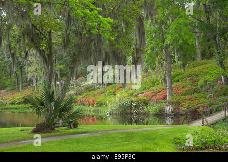 Fleurs d'azalées MILL POND MIDDLETON PLACE ANCIEN ESCLAVE ASHLEY RIVER PLANTATION CHARLESTON EN CAROLINE DU SUD USA Banque D'Images