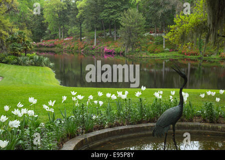 Fleurs d'azalées MILL POND MIDDLETON PLACE ANCIEN ESCLAVE ASHLEY RIVER PLANTATION CHARLESTON EN CAROLINE DU SUD USA Banque D'Images