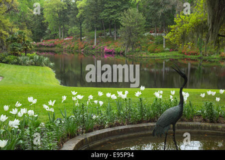 Fleurs d'azalées MILL POND MIDDLETON PLACE ANCIEN ESCLAVE ASHLEY RIVER PLANTATION CHARLESTON EN CAROLINE DU SUD USA Banque D'Images