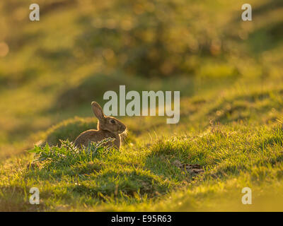 Lapin sauvage, [Lepus curpaeums] une femme assise sur une colline, baignée de soleil en début de soirée. Banque D'Images