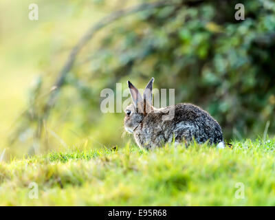 Lapin sauvage, [Lepus curpaeums] un seul adulte représenté assis dans une position élevée, les environs d'arpentage Banque D'Images