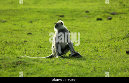 Un gray langur monkey à au loin dans la distance, Banque D'Images