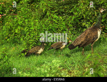 Mère peahen bébé avec trois paons sur l'herbe verte. Banque D'Images