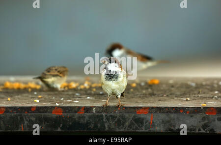 Moineau domestique (Passer domesticus) Banque D'Images