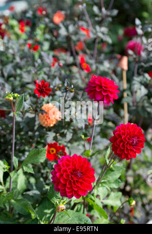 L'automne fleurs De dahlias, principalement le Dahlia 'Con Amore' UK Banque D'Images