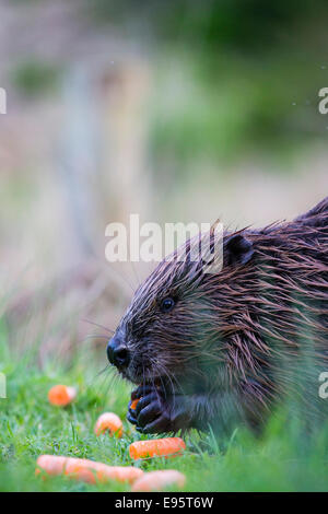 Un castor européen. Le mammifère vit dans un grand espace contrôlé, au milieu du Pays de Galles. Banque D'Images