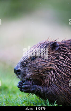 Un castor européen. Le mammifère vit dans un grand espace contrôlé, au milieu du Pays de Galles. Banque D'Images