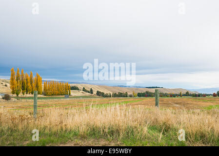 Tarras, terres agricoles de l'Otago Banque D'Images