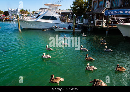 Nous, en Floride, Key West. Le Pélican brun, grand tarpon, sous la surface. Banque D'Images