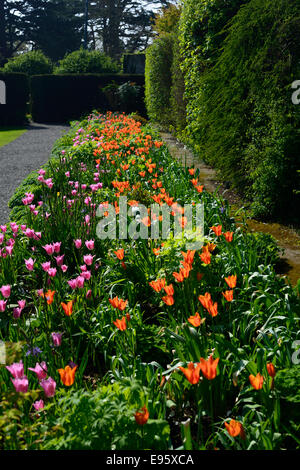 Tulip bed border farmleigh estate parc Phoenix mix mixte couleur couleur combo combinaison orange rose tulipes fleurs de couleurs Banque D'Images