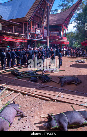 Tanah Toraja de Sulawesi Indonésie funérailles à londa Banque D'Images