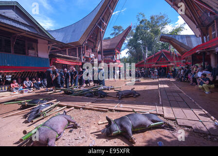 Tanah Toraja de Sulawesi Indonésie funérailles à londa Banque D'Images