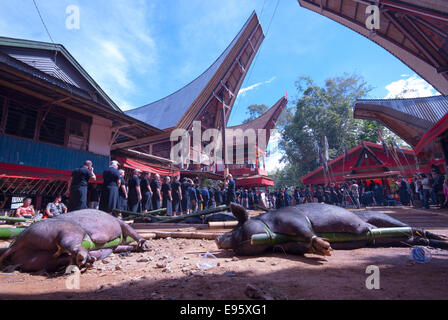 Tanah Toraja de Sulawesi Indonésie funérailles à londa Banque D'Images