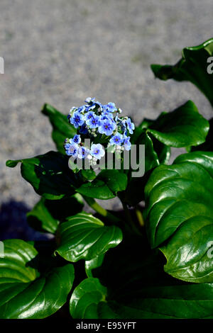 Myosotidium hortensia fleur bleue fleur fleurs ile Chatham forget-me-not Banque D'Images