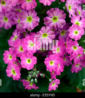 Primula malacoides prima rose mixte primevères primevère fleur fleurs fleurs fleurs Banque D'Images