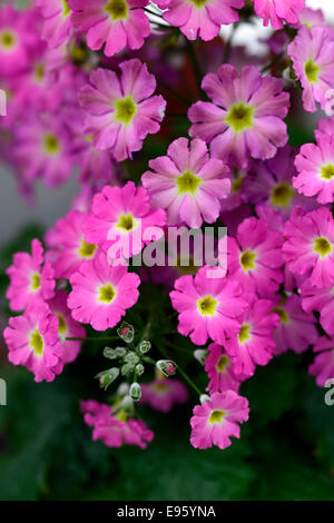 Primula malacoides prima rose mixte primevères primevère fleur fleurs fleurs fleurs Banque D'Images