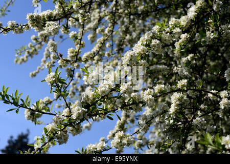 Pyrus nivalis de poires d'arbres fruitiers en fleurs fleurs blanches fleurs portraits de plantes printemps feuillus Banque D'Images