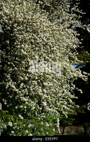 Pyrus nivalis de poires d'arbres fruitiers en fleurs fleurs blanches fleurs portraits de plantes printemps feuillus Banque D'Images