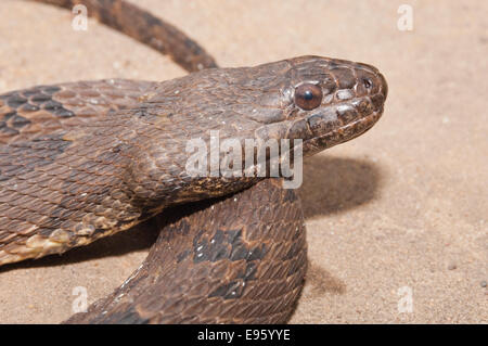 Brown, la couleuvre d'eau Nerodia taxispilota, endémique au sud-est des États-Unis Banque D'Images