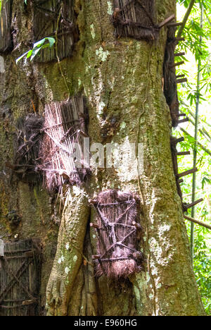 Tombes de l'arbre pour les bébés à Tanah Toraja de Sulawesi Indonésie kambira Banque D'Images