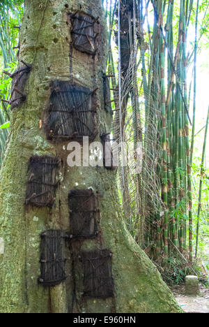 Tombes de l'arbre pour les bébés à Tanah Toraja de Sulawesi Indonésie kambira Banque D'Images