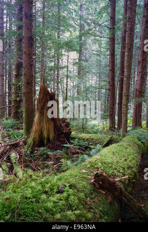 Les billes dans la forêt apportent de nouveaux lieux pour la croissance Banque D'Images