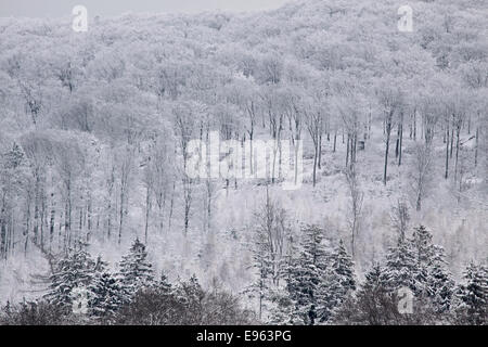 Vue d'hiver avec la neige et les arbres dans le Taunus près de Engenhahn, Allemagne Banque D'Images