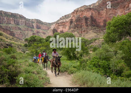 Les cavaliers mule sur le Bright Angel Trail, le Parc National du Grand Canyon, Arizona. Banque D'Images