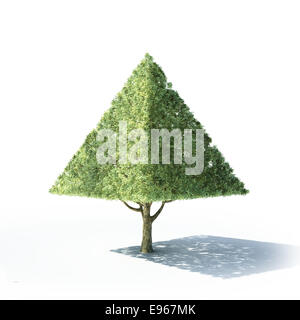 Arbre en forme de pyramide sur un fond blanc Banque D'Images