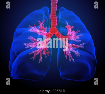 Illustration médicale 3D - poumons bronches visibles avec Banque D'Images
