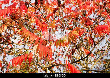 Rhus typhina sumac ou dans l'automne avec des fleurs, de la ville de Durham, Angleterre du Nord-Est, Royaume-Uni Banque D'Images