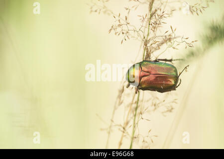 Chafer Cetonia aurata (Rose), Allemagne Banque D'Images