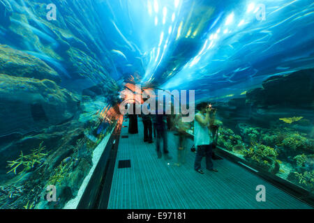 Dubaï, Émirats arabes unis - octobre 07,2014 : Aquarium de Dubaï Mall - centre commercial le plus grand du monde , Downtown Burj Dubai à Dubaï, dans les Émirats ara Banque D'Images